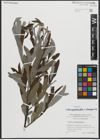 Foto von Salix appendiculata Vill. x Salix eleagnos Scop.